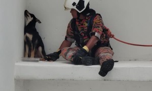 Firemen Save Stuck Dog