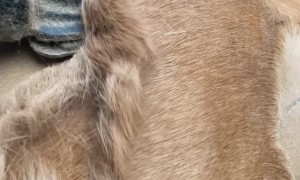 Satisfying Clipping of Thick Horse Coat