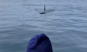 Orca Makes Strange Sounds at Whale Watchers
