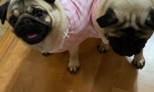 Two Pugs Looking Snug