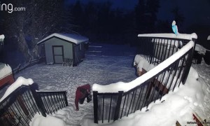 Dad Falls Gracefully Down the Stairs