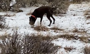 This is Why They're Called Pointers and Not Retrievers
