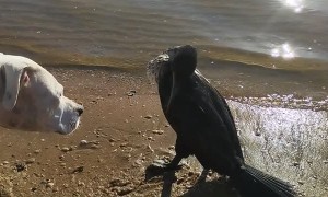 Rescuing and Reviving a Cormorant
