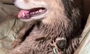 Akira The Husky Is Covered In Mud