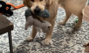 Smiley Puppy with his Favorite Toy