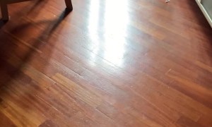 Guilty Dog Tries To Hide