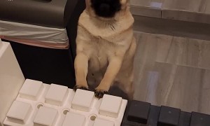 Pug Squeals When Owner Comes Home