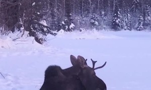 The Most Patient Moose