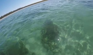 Whale Makes Friends With Humans