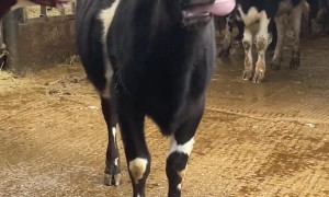 Cow Wags Its Tongue