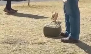 Cozy Dog Inside Of Handbag