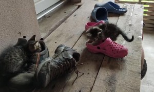 Kittens Play in Pile of Shoes