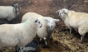 Parker The Lamb Gets Too Excited