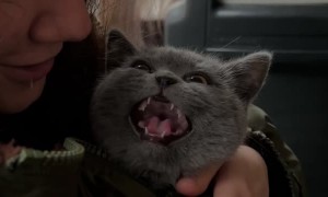 Cute Tiny Scaredy Cat