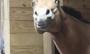 Horse Needs A Factory Reset