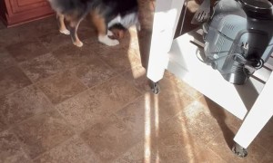 Stormy The Aussie Pounces On Sunbeam