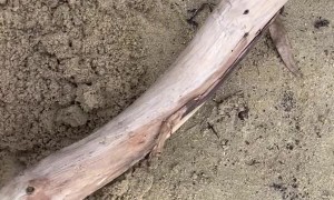 Rari the Staffy is Determined to Take Large Stick