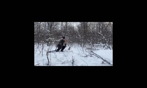 Canadian Bull Moose Sheds Both Antlers