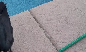 Testing Birds Skills