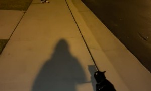 Cat Excited to See Dad