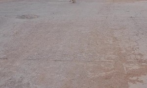 Puppies Playing Fetch