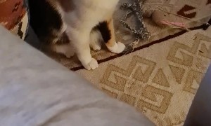 Gromit The Jealous Cat