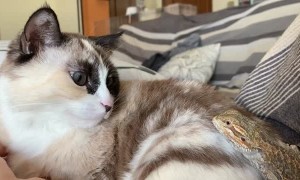 Cat and Lizard Become Friends