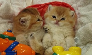 Kittens Relax and Rest in Rocking Chair