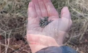 Beautiful Birds Befriending Bystanders