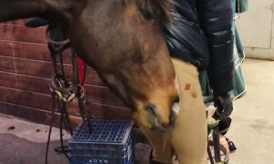 A Human Scratching Post