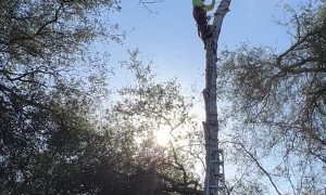 Arborist Has a Close Call with Falling Birch Tree