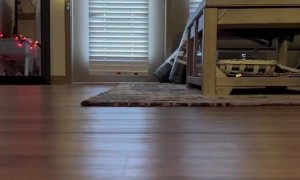 Chuck the Crazy Bearded Dragon