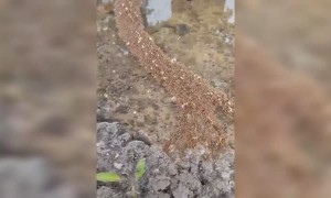 The Great Ant Bridge