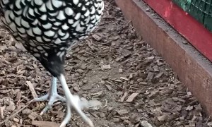 Crocus the Fabulous Chicken