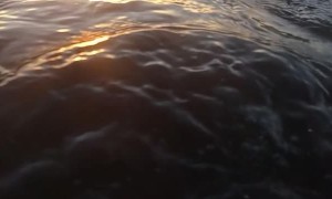 Humpback Whale Hurtles Past Diver