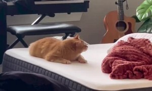 This cat is on another level