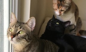 Cats Chirp at Birds Outside