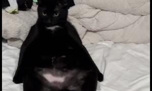 Cat Chided for Sitting in a Funny Way