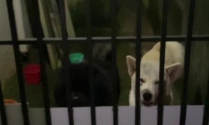 Black Dog Camouflages in the Dark