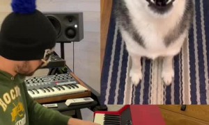 Howling husky gets remixed into funny song