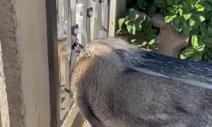 Big Dog Tries to Fit Through Gate