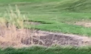 Dog is the ultimate caddy, fetches owner's golf balls