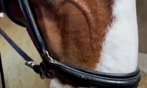 Stallion Enjoys Having His Nostrils Massaged