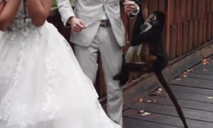 Monkey & baby crash couple's wedding photoshoot