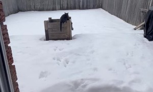 Squirrel Must Dodge Cat to Obtain Treat