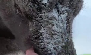 Little Moose Calf Looks Exhausted in the Snow