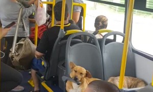 Man Brings Several Dogs onto a Bus