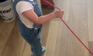 Naughty Owl Gets Into Yarn