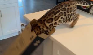 Bengal Kitten Instantly Regrets Going For Cardboard Box