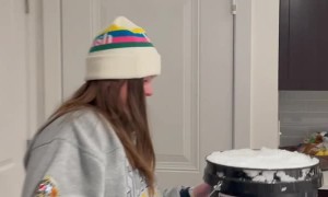 Cats Experience Snow for the First Time